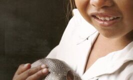 armadillo